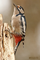 Buntspecht