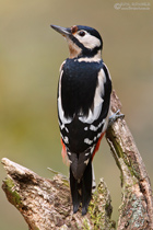Buntspecht