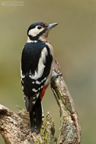 Buntspecht