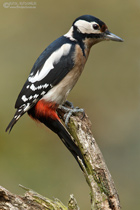 Buntspecht