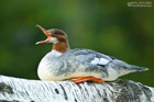 Gänsesäger