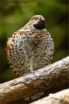 Haselhuhn