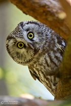 Rauhfusskauz