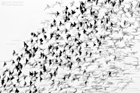 Starenschwarm