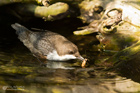 Wasseramsel