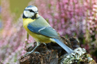 Blaumeise