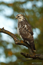 Mäusebussard