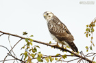 Mäusebussard