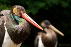 Schwarzstorch Alt- und Jungvogel