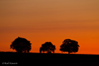 The three trees