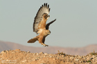 Adlerbussard