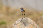 Blaukehlchen