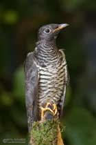 Kuckuck