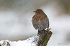 Amsel