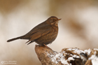 Amsel