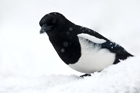 Elster im Schnee