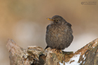 Amsel