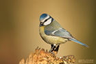 Blaumeise