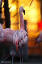 Flamingo Rush hour