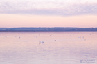 Höckerschwan