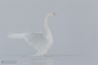 Höckerschwan