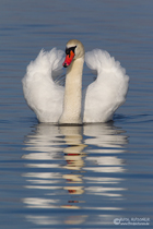 Höckerschwan