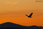 Mäusebussard