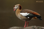 Nilgans