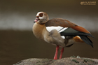 Nilgans