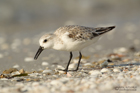 Sanderling