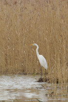 Silberreiher