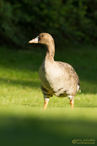 Blässgans