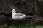 Eissturmvogel