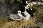 Eissturmvogel