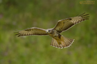 Mäusebussard