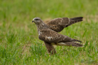 Mäusebussard