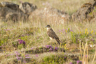 Merlin
