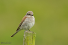 Neuntöter Jungvogel