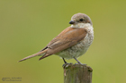 Neuntöter Jungvogel