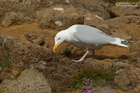 Silbermöwe mit Küken