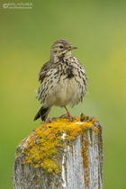 Wiesenpieper