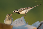 Bachstelze mit Jungvogel