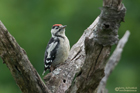 Buntspechtjungvogel