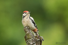 junger Buntspecht