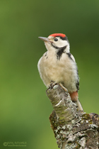 junger Buntspecht