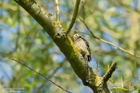 Kleinspecht Jungvogel