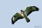 Mäusebussard