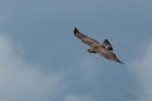 Mäusebussard