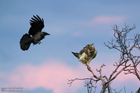 Mäusebussard und Rabenkrähe