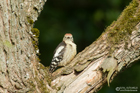Mittelspecht Jungvogel